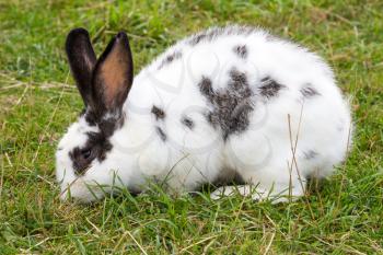 White spotted Easter rabbit sitting in grassland