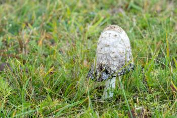 White poisonous mushroom growing in the grass