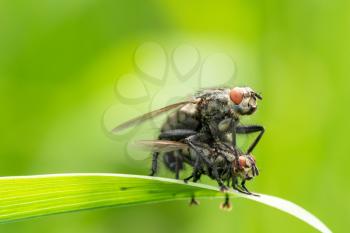 Flies mating with close-up detailed view