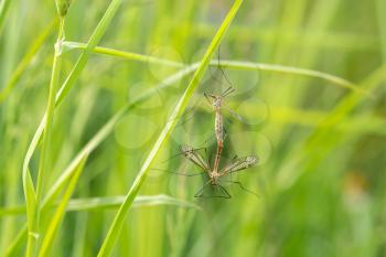 Mosquitoes mating on a green grass