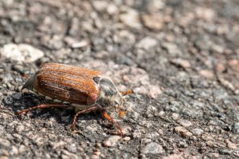 Cockchafer is crossing the street