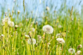 Dandelion on the meadow. Wildflowers on the summer field.