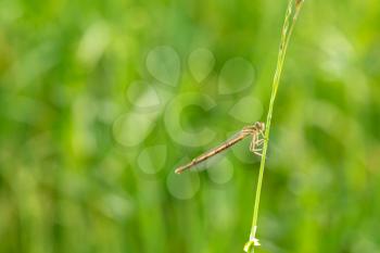 Little dragonfly sitting on a green grass 