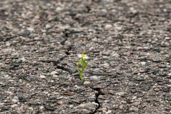 Daisy flower growing from cracked asphalt.Environment concept