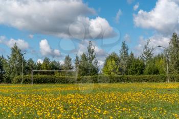 Flowers blooming on school football field at summer time 