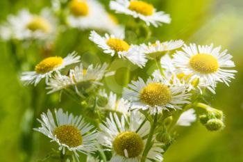 Chamomile flower field,Chamomile in the wild meadow