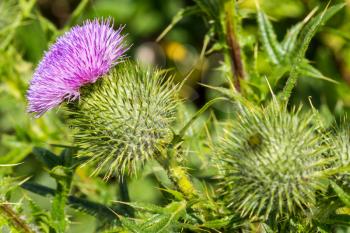 Scottish Thistle Flower in Bloom in the field