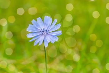 Blue flower on natural background. Flower of wild chicory endive.