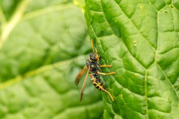Wasp on the green leaf in nature 