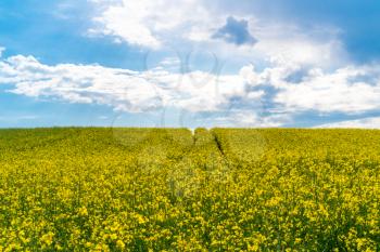 Beautiful field of bright yellow canola or rapeseed under cloudy sky