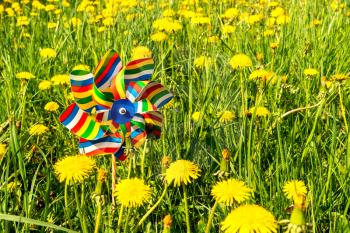 Colorful pinwheel on the meadow at sunny day
