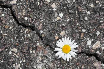 Daisy flower growing from cracked asphalt.Environment concept.Top view.