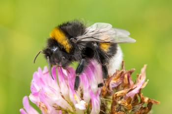 Bumblebee is pollinating pink clover flower 