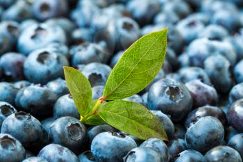 Blueberries - delicious, healthy berry fruit with a green leaves