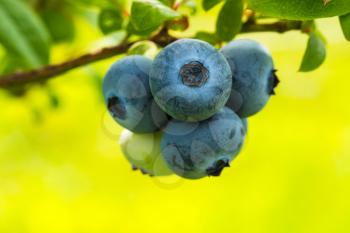 Vaccinium corymbosum, high huckleberry. Blue ripe fruit on the healthy green plant.