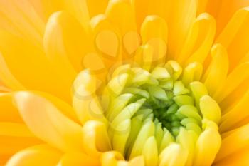 Full frame shot of yellow gerbera flower