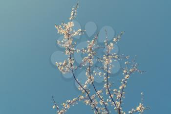 White blossoms on the branch with blue sky during spring blooming.  Blooming cherry tree branches against a blue sky.