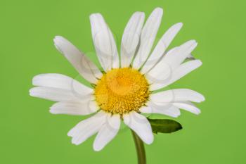 Chamomile flower blooming on green background