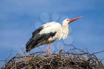 Stork in the nest waiting for a partner 