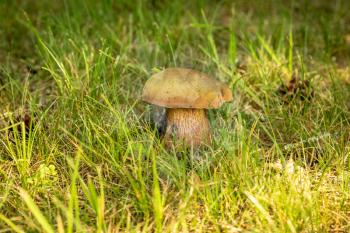 Edible forest mushroom growing in a grass