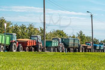 Tractors waiting to deliver recently harvested grain, stretching along the road