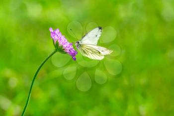 White butterfly on a purple flower at sunny summer day
