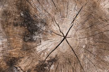 Old tree stump with a cracks. Can be used as background