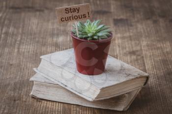 Books and cactus with a text Stay Curious. Concept for curiosity
