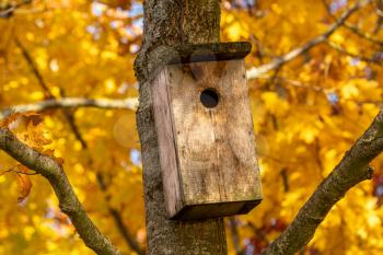 Bird house hanging on the autumnal maple tree