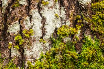 Tree bark with moss and lichen texture