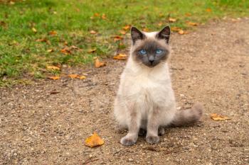 A small blue-eyed kitten sitting on the path