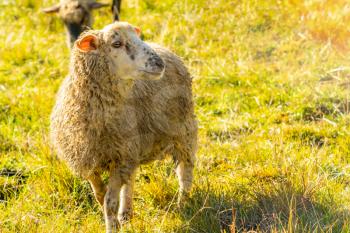 Sheep in a meadow on green grass