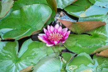 Wild pond with pink blooming lotus flower. Nature background