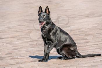Black Shepherd Dog sitting on the pavement