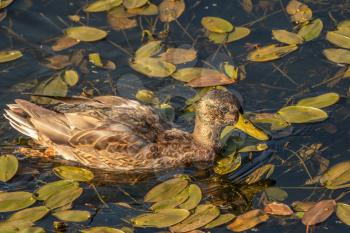 A female single brown wild duck is swimming in a pond