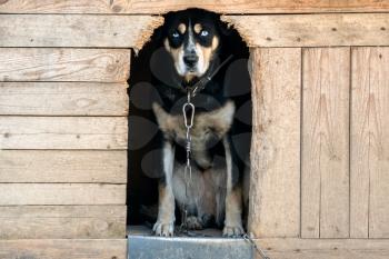 Lonely domestic dog watching out of his kennel