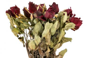 Bouquet of dried red rose flowers isolated on white background. Traditional symbol of a broken heart and lost love. Memory, deathy, loss concept. Life anf dead. 