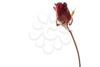 Single dried red rose isolated on white background. Traditional symbol of a broken heart and lost love. Memory, deathy, loss concept. Life anf dead. Copy space.