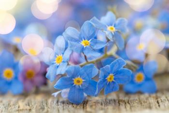 Spring background with forget-me-not flowers. Shallow depth of field, selective focus. 