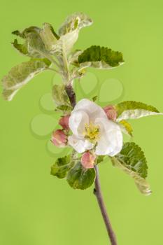 Blooming apple tree flowers on twig, isolated on green background 
