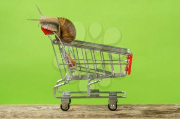 Slow goods delivery, slow shopping concept. Snail sitting on the shopping cart.