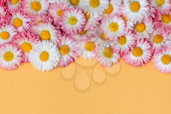 Flat lay frame border made of daisy flowers on yellow background. A lot of beautiful spring flowers (Bellis perennis).