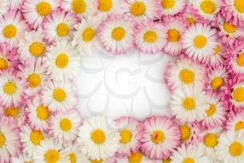 Flat lay frame border with blank copy space mockup made of daisy flowers on white background. Top view floral concept.