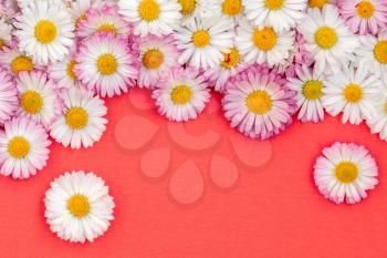 Flat lay frame border made of daisy flowers on red background. Top view floral concept.