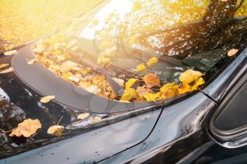 Fall season and transport concept - close up of car wiper with autumn  leaves on windshield