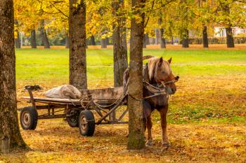 Horse with a cart standing in a autumnal park , it is tied with trunk of tree.