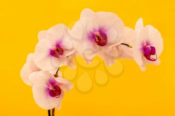 Beautiful white Phalaenopsis orchid flowers, isolated on yellow background