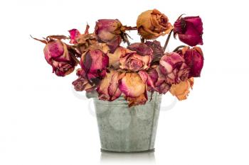Bouquet of dry withered roses in aluminium bucket isolated on white background. Copy space.
