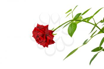 Beautiful fresh red rose isolated on white background. Copy space.