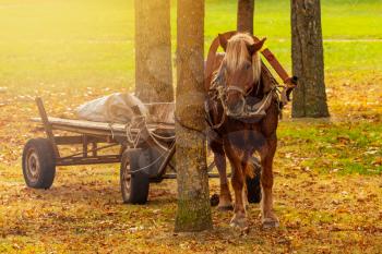 Horse with a cart standing in a autumnal park. Cartage transport.